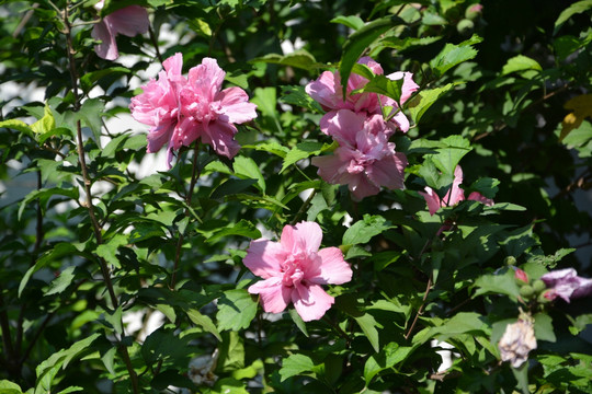 木槿花花丛