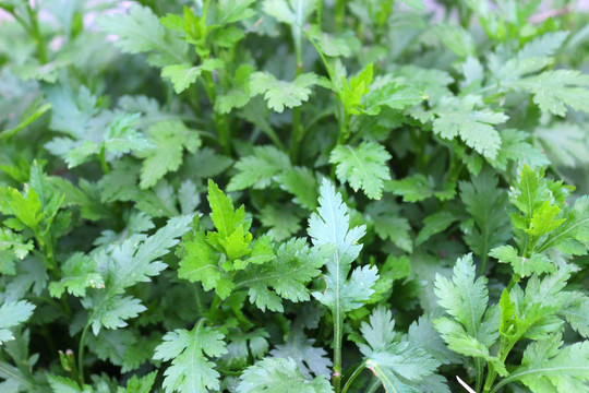 野菊花