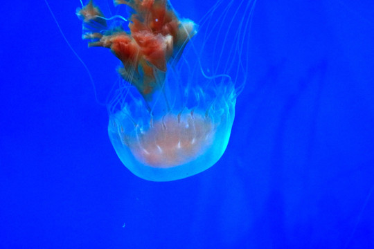 梦幻水母