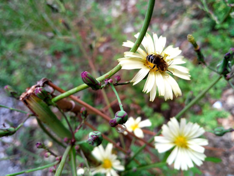 路边野花上的蜜蜂