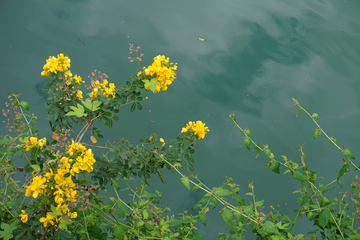 水岸黄花