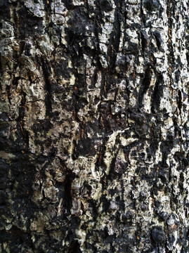 肌理 纹理 树皮 树纹 背景