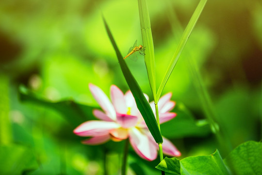 荷花蜻蜓