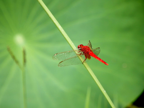 红蜻蜓