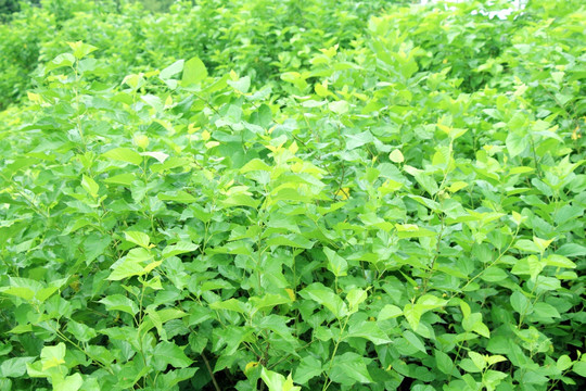 桑叶 植物墙