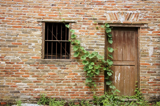墙上绿植 旧木门 老窗户