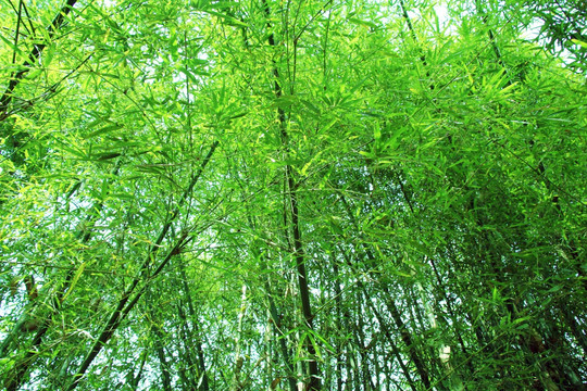 竹林 翠绿竹子