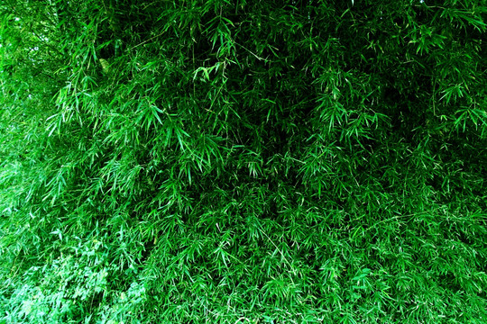 绿植墙 植物墙 竹林