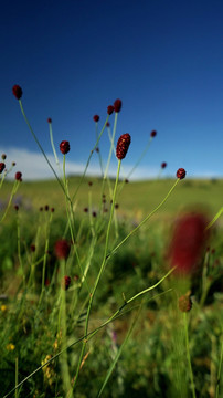 乌兰布统草原的野花