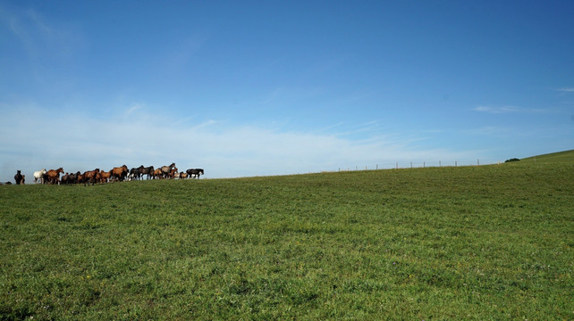 乌兰布统草原上的骏马