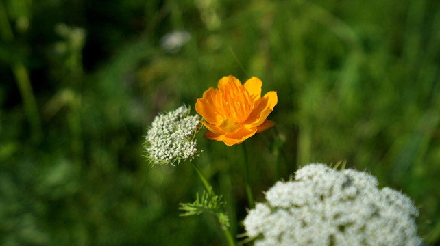乌兰布统草原的野花