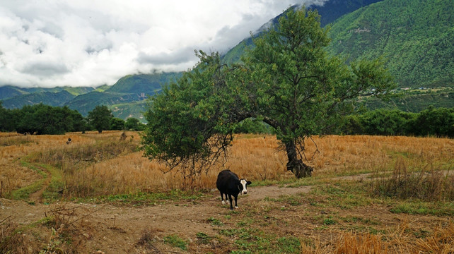 林芝索松村南迦巴瓦峰