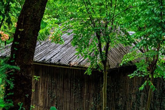 小木屋 森林 树木 房子