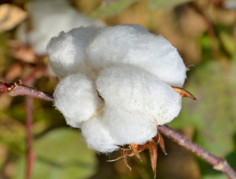 棉花 白棉花