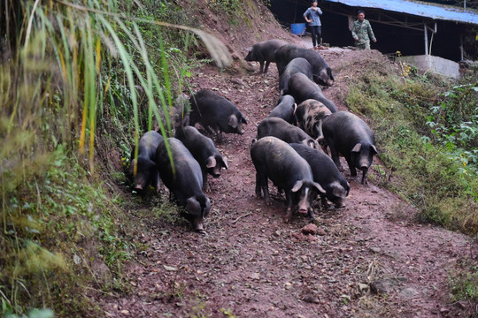 黑猪散养养殖