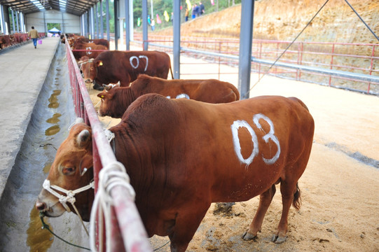 畜牧养殖肉牛