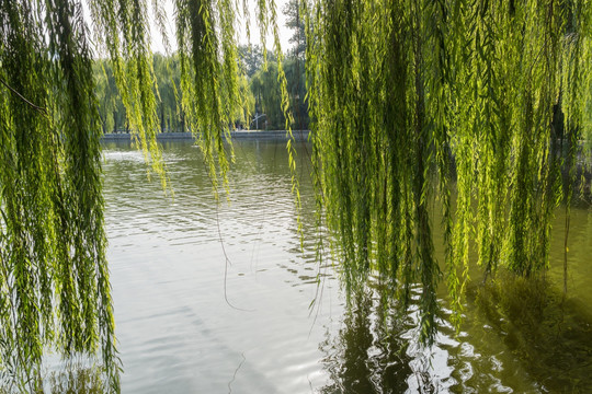 湖水和柳树