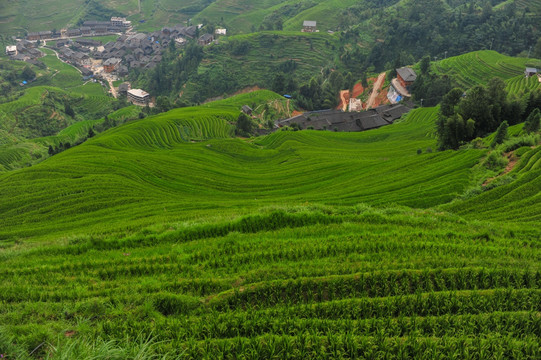 梯田风景