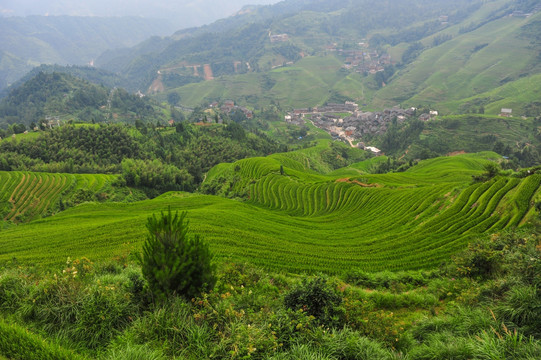 龙胜梯田