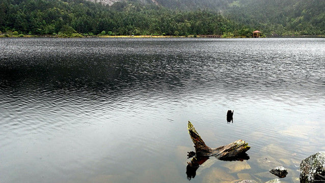 螺髻山 天池 湖景 湖岸 沉木