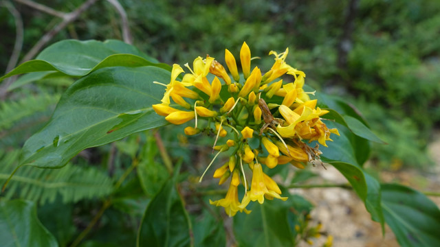 花卉 山花