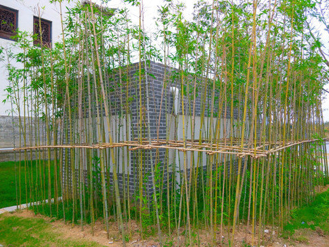 竹子围墙 绿竹围墙 人工竹子