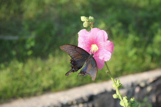 花蝴蝶