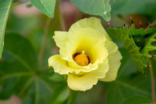 棉花开花