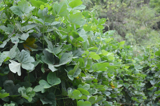 葛根种植基地 粉葛 葛藤