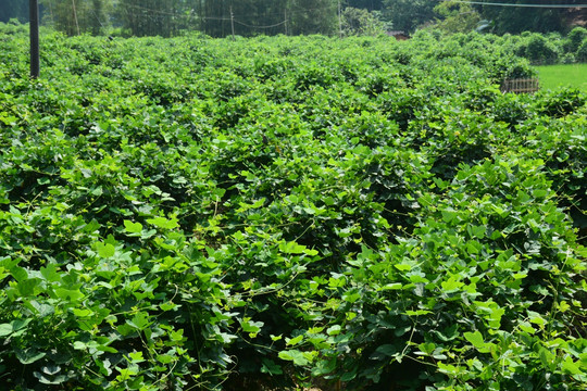 葛根种植基地 粉葛 葛藤