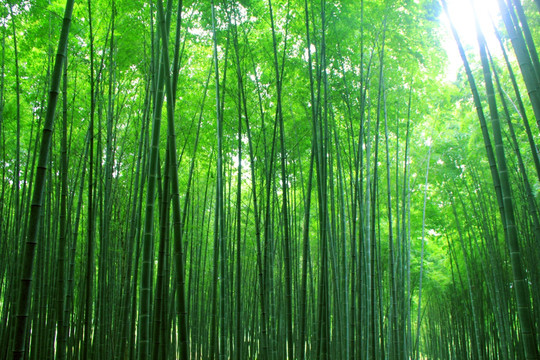 竹林
