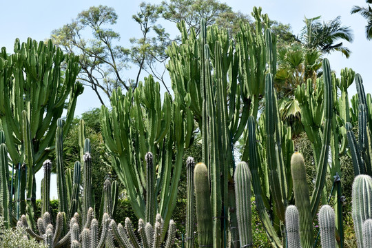 仙人掌 热带 植物 沙漠 干旱