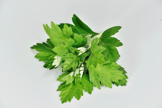 药用艾草