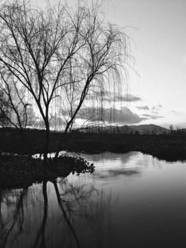 湿地 杨柳 黑白照片