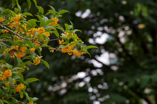 桂花