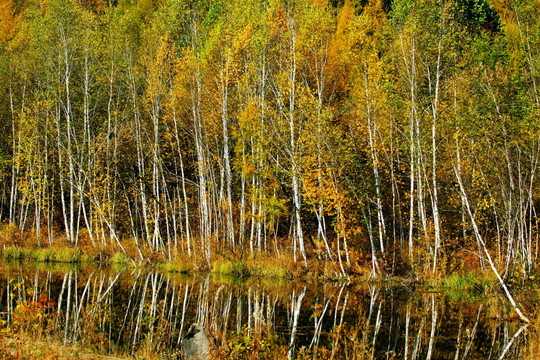 秋季湿地白桦林