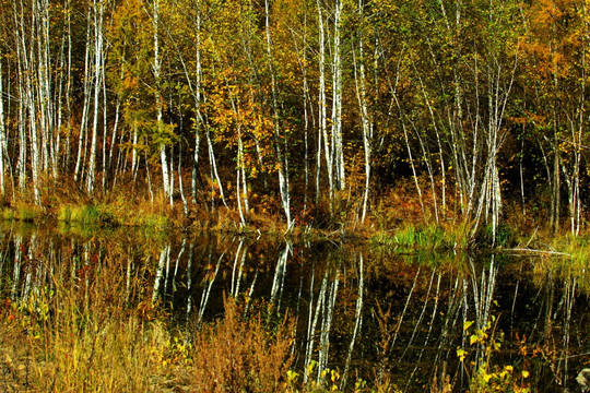 秋季白桦林湿地