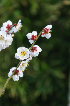 梅花