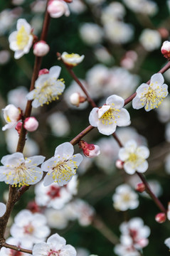 梅花