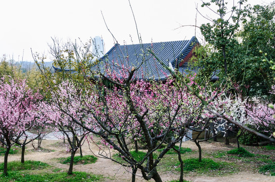 梅花