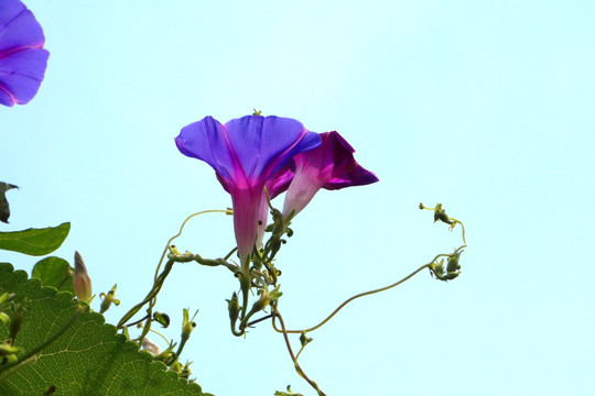 高清牵牛花
