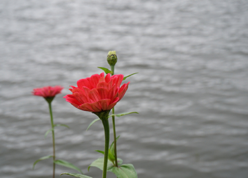 百日菊 菊花