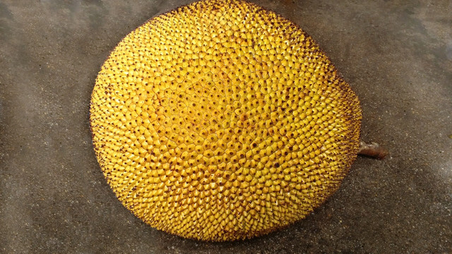 菠萝密