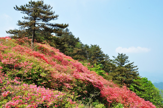 龟峰山杜鹃