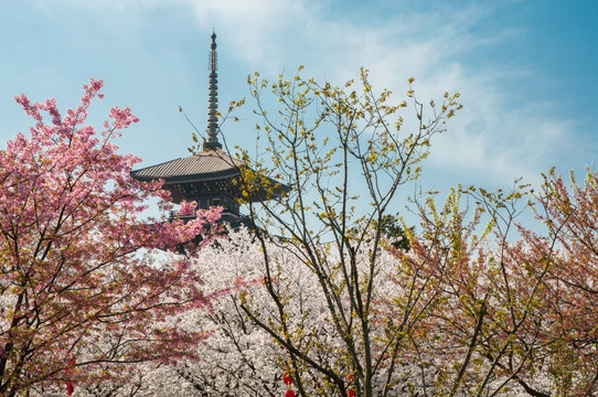 磨山樱花园