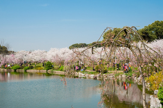 磨山樱花园