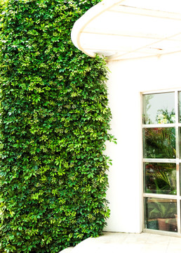 垂直绿化墙 植物墙