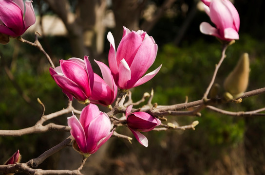 粉红玉兰花