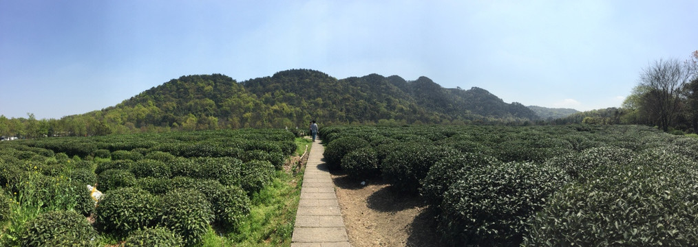 茶叶 茶山