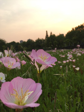 夕阳下的花海